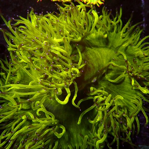 a-48 Yellow Catalaphyllia — WYSIWYG
