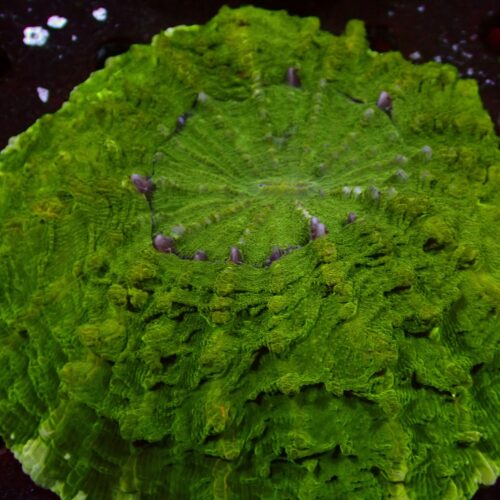a-50 Toxic Green — WYSIWYG