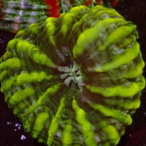 a-52 Yellow Cynarina — WYSIWYG