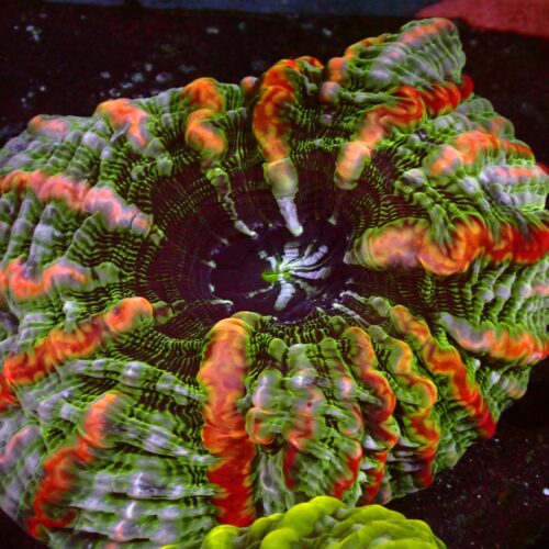 a-53 Mastergrade Indophyllia — WYSIWYG