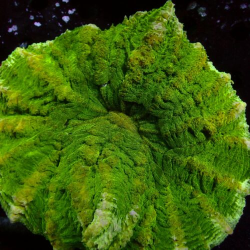 a-54 Toxic Green — WYSIWYG