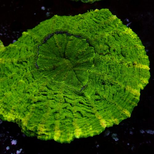 a-55 Toxic Green — WYSIWYG