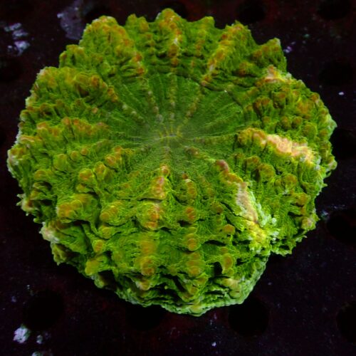 a-56 Toxic Green — WYSIWYG