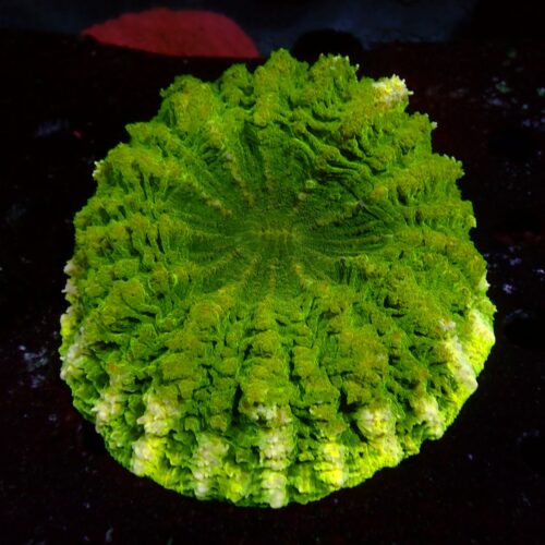 a-57 Toxic Green — WYSIWYG