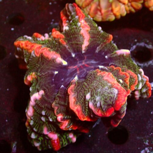 a-61 Mastergrade Indophyllia — WYSIWYG
