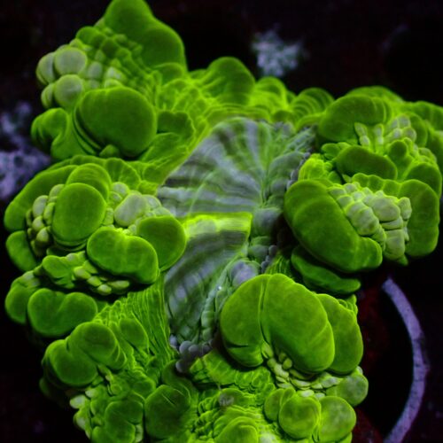 a-65 Toxic Green — WYSIWYG