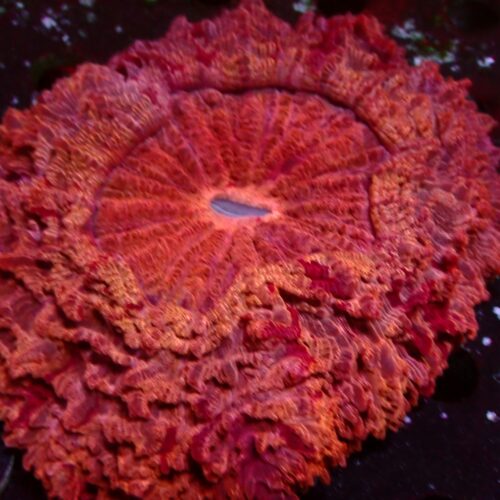 a-66 Ultra Red — WYSIWYG