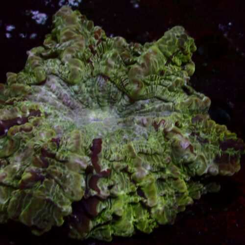 a-67 Green — WYSIWYG