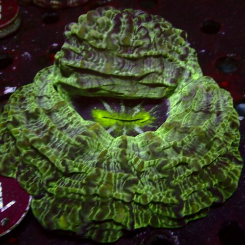 a-70 Green Indophyllia — WYSIWYG