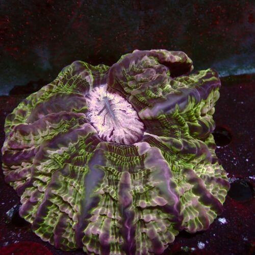a-71 Ultra Indophyllia — WYSIWYG