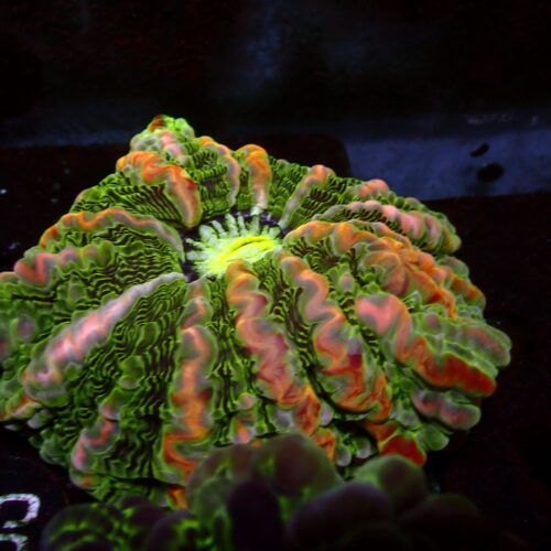 a-72 Mastergrade Indophyllia — WYSIWYG