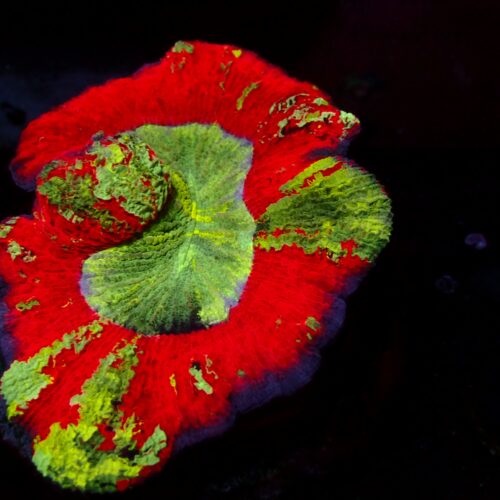 a-76 Rainbow — WYSIWYG