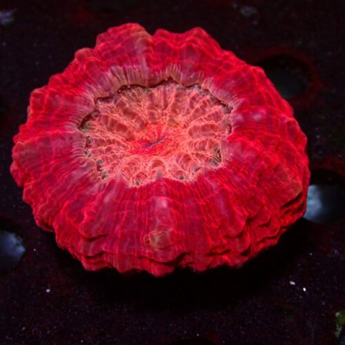 a-89 Red — WYSIWYG