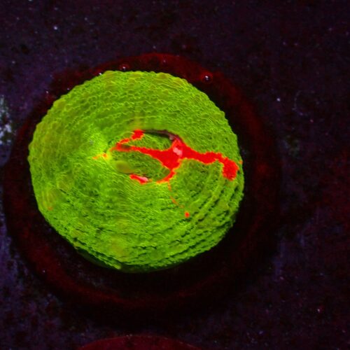 a-93 Bleeding Apple — WYSIWYG