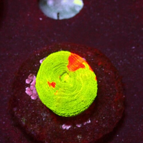 a-95 Bleeding Apple — WYSIWYG