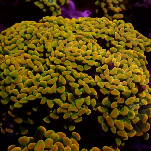 b-03 Banana Paraancora