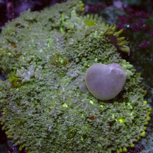 b-13 Bounce Mushroom