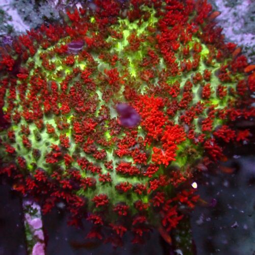 b-14 Ultra Rhodactis