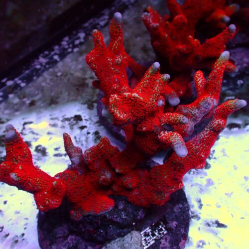 b-22 Digitata Red