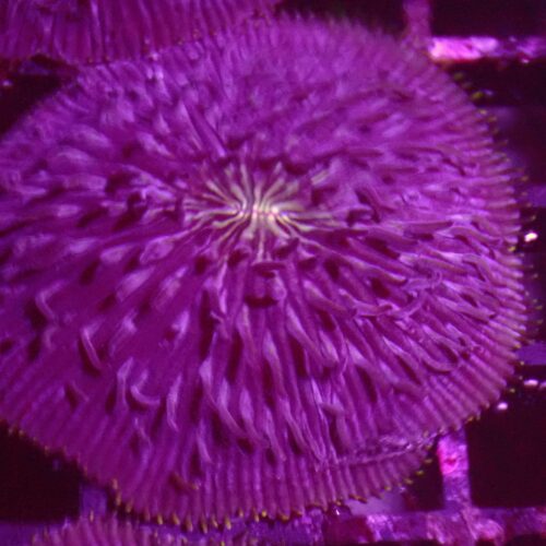 b-23 Purple Fungia
