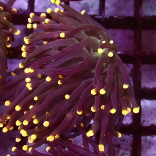 b-24 Aquaman Torch